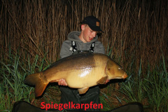 Spiegelkarpfen